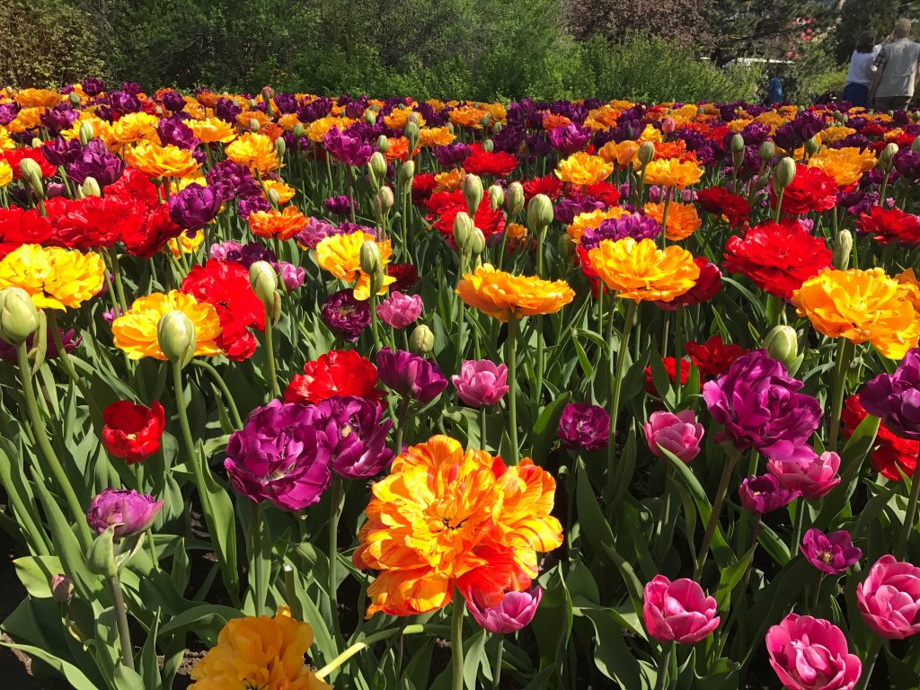 Ottawa's Tulip Festival is Blooming Beautiful Embracing Ottawa